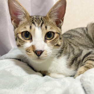 ☆修造☆猪突猛進！人も猫も大好き！オス