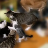 ☆修造☆猪突猛進！人も猫も大好き！オス サムネイル6