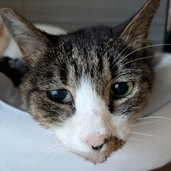 ［もなか君］の口内炎