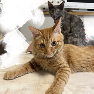 優しい甘えん坊の茶トラ君　８カ月