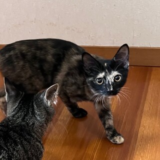 決定☆『ぽす』綺麗なさび柄模様の美人猫