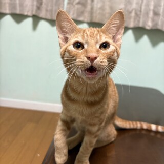 決定☆『モズ』茶トラで人馴れOKな男の子