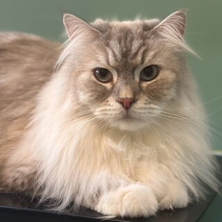 へそ天して寝る、気分やの甘えん坊さん！