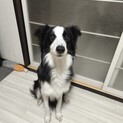 10カ月のボーダーコリー女の子