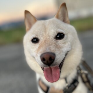 小さな小さな白柴の女の子(完全室内飼育)
