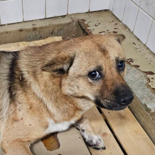 殺処分対象❗️収容期限11/28迄❗️延長なし