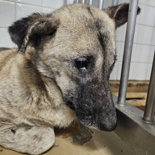 殺処分対象❗️収容期限11/27迄❗️延長なし