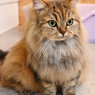 里親様決定しました！