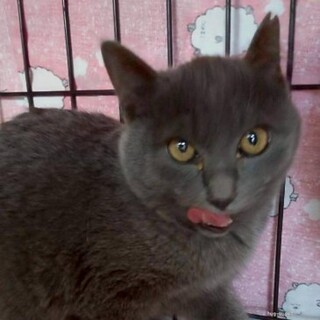 ちょっとビビリ　グレー猫　きみのちゃん
