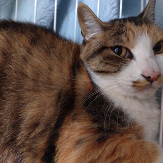 猫12匹の里親募集-成猫♀