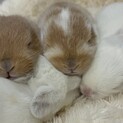 11/3産まれ子うさぎ4羽