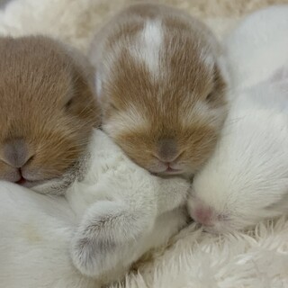 11/3産まれ子うさぎ4羽