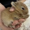 11/3産まれ子うさぎ4羽 サムネイル2