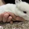 11/3産まれ子うさぎ4羽 サムネイル4