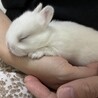 11/3産まれ子うさぎ4羽 サムネイル5