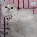 ちょっとビビリでも抱っこも出来る長毛猫ゆきのちゃん