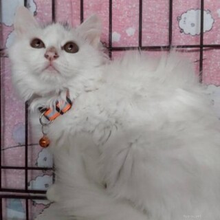 ちょっとビビリでも抱っこも出来る長毛猫ゆきのちゃん