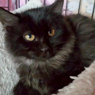 ちょっとシャイでも抱っこも出来る長毛猫よしのちゃん