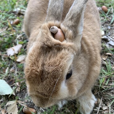 ネザーランドドワーフのチャッピーです！