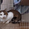 三毛成猫♀ サムネイル2