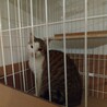 三毛成猫♀ サムネイル3