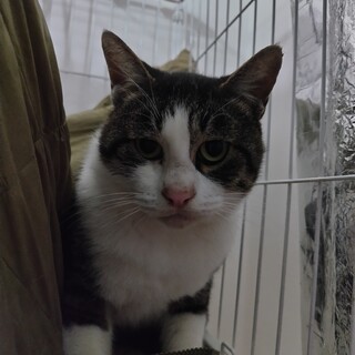 サバトラ雄猫♂脚白ソックスくん