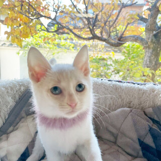 白猫4兄妹の男の子♡けまり【検討中】