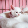白猫4兄妹の男の子♡けまり【検討中】 サムネイル5