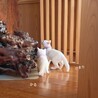 白猫4兄妹の男の子♡けまり【検討中】 サムネイル6