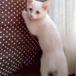 白猫4兄妹の女の子♡ほうづき【検討中】