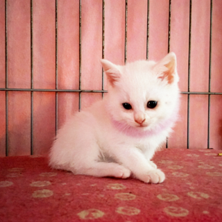 雪粒みたいなふわふわ♡かる【検討中】