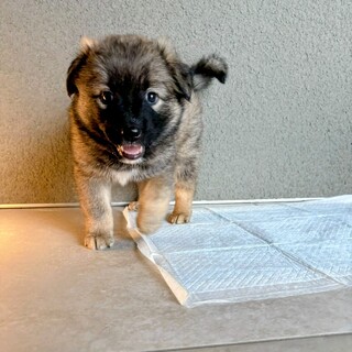 おっとりおっとりおっとり男子【ゴッホくん】