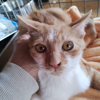 チャーリー・好奇心旺盛な美男子