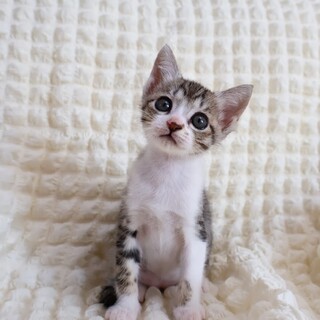 おっきすぎるオメメがめちゃかわいい女の子