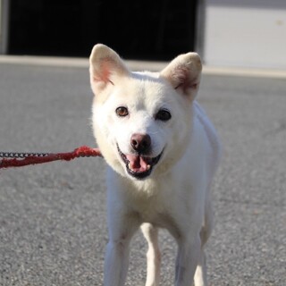 淡い毛色が素敵な【共生（ともき）】くん