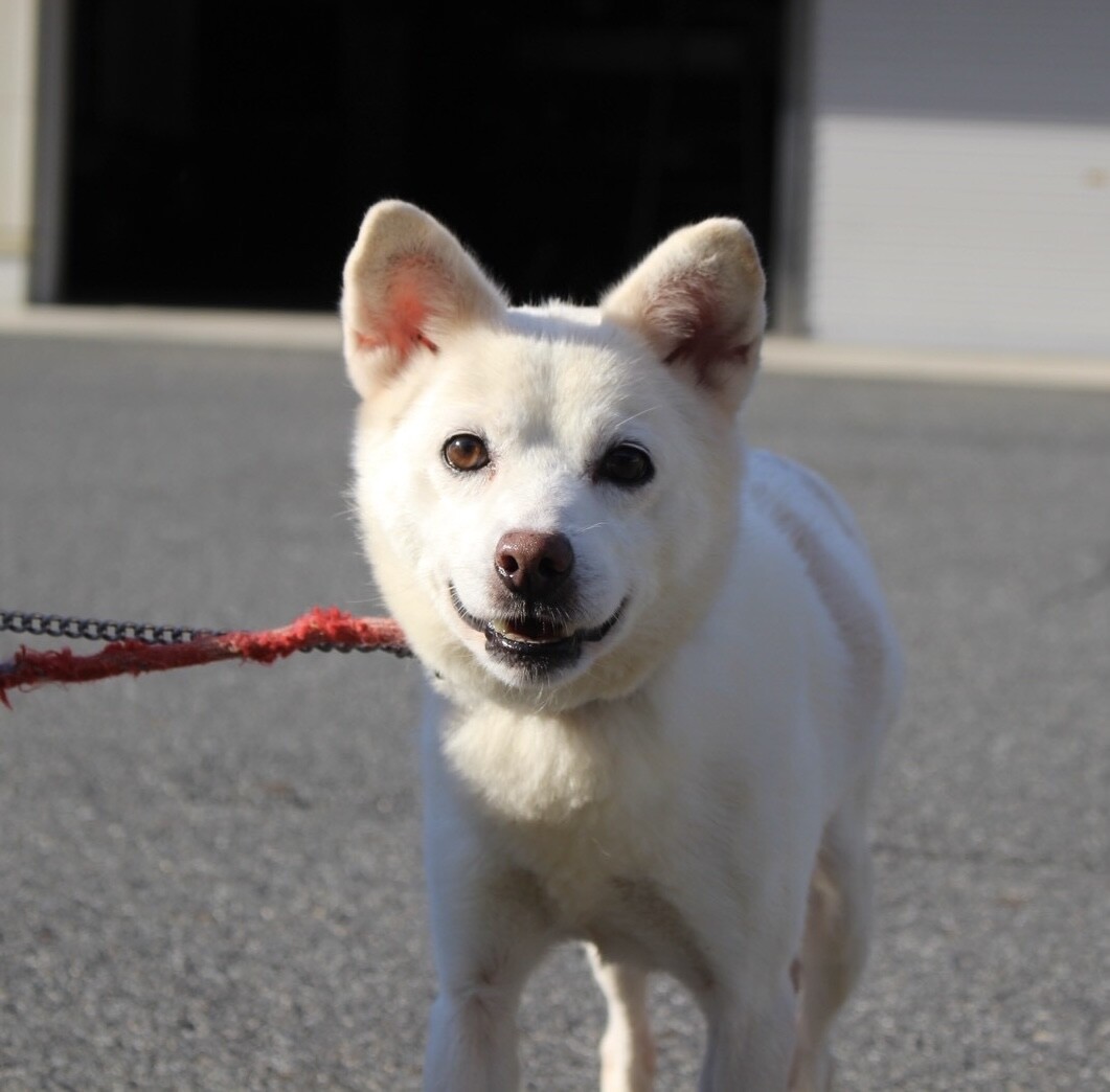淡い毛色が素敵な【共生（」岡山県 - 犬の里親募集(530982) 7枚目の