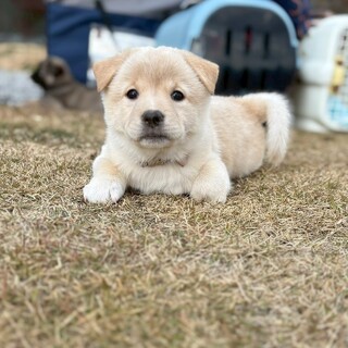愛らしい女の子【ピカソちゃん】