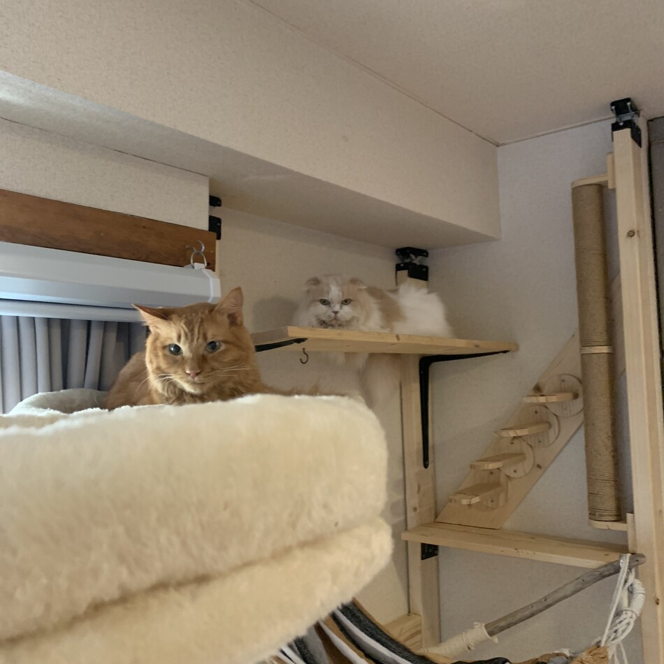 マロンのカバー写真