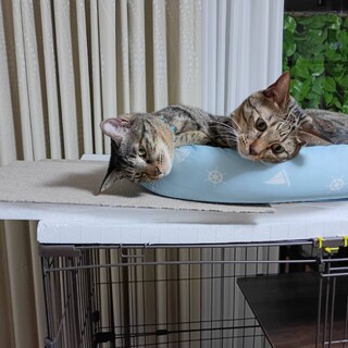 ☆とても可愛い男の子☆人懐っこいです☆オス２才☆