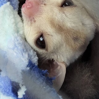 フクモモくん　オス　クリミノ