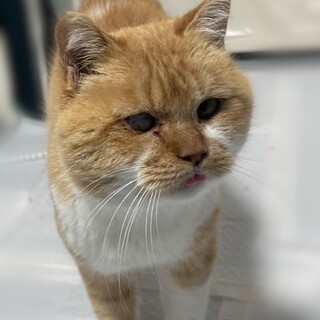 人間大好き！ボス猫くん