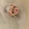 フェレット　シャンパン　オス