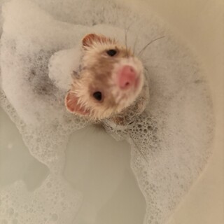 フェレット　シャンパン　オス