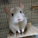チンチラ　ホワイト　オス