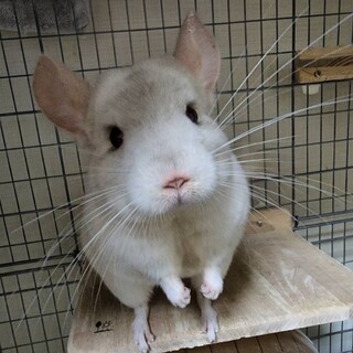チンチラ　ホワイト　オス