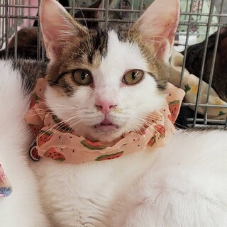 【3/29東日本橋】ポテポテ♡エムジュンちゃん