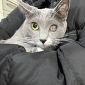 グレちゃん里親募集中！