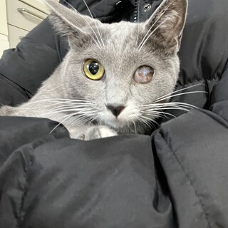 グレちゃん里親募集中！