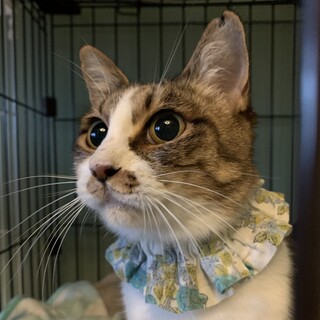 苦労して生き抜いて来たママ猫に愛の手を♡