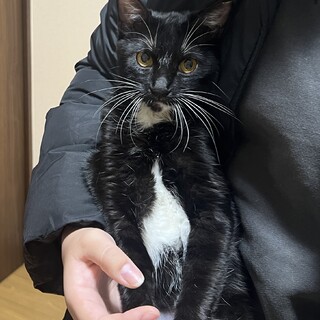 ミミちゃん里親募集中！